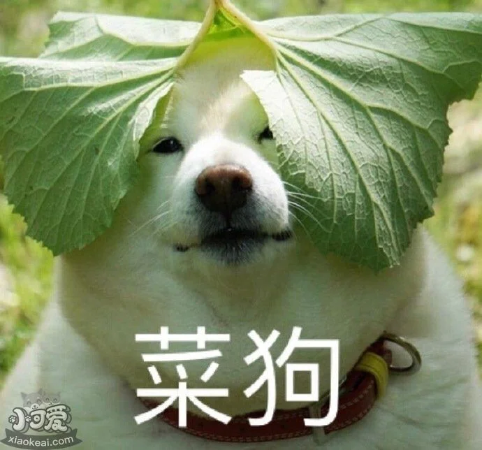 狗狗不能吃的6種蔬菜，都是餐桌常客！