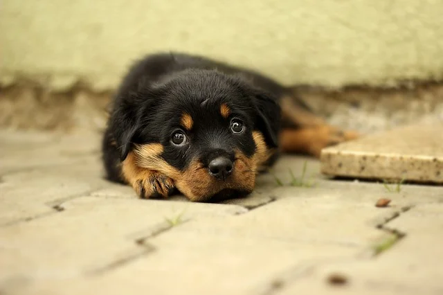 一個月的幼犬怎么喂養