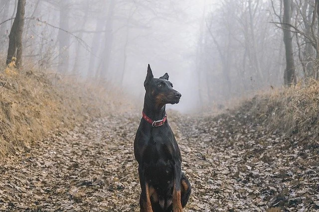 杜賓犬耳朵為什么要綁起來