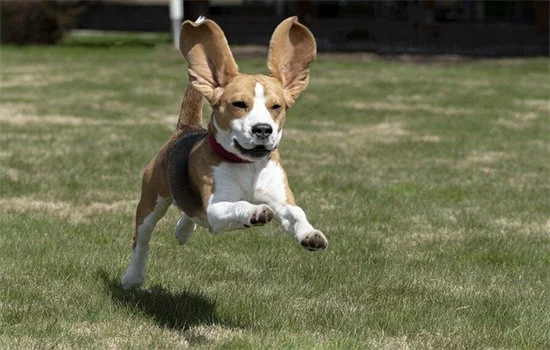 比格犬和巴吉度犬的區別