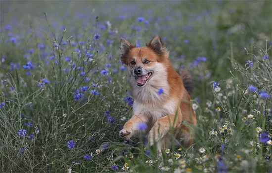 狗狂犬病的癥狀