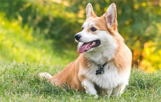 柯基犬冬天可以在院子里養嗎