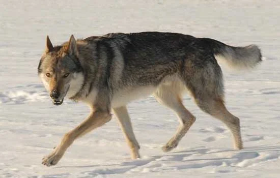 捷克狼犬可以辦狗證嗎