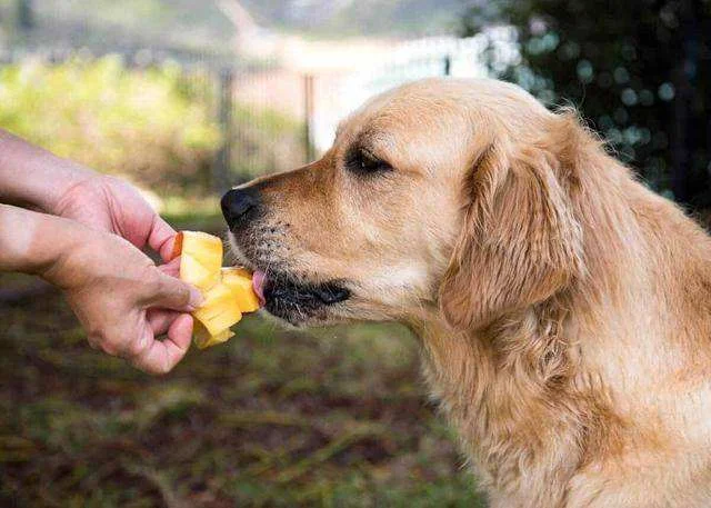 柴犬能吃芒果嗎