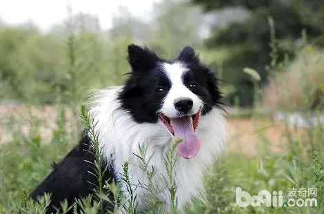 邊境牧羊犬的肉墊發紅是正常的嗎？