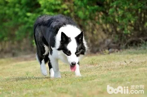 邊境牧羊犬如果爪子熱是發燒了嗎？