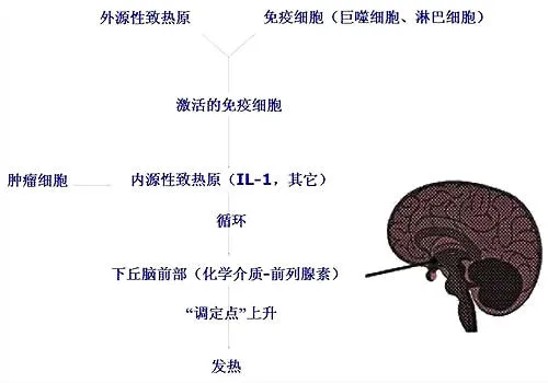 貓咪的無名高熱及體溫調(diào)節(jié)（一）