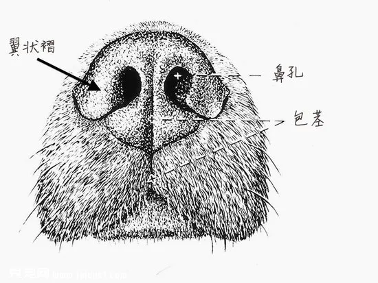 濕潤潤的黑鼻頭