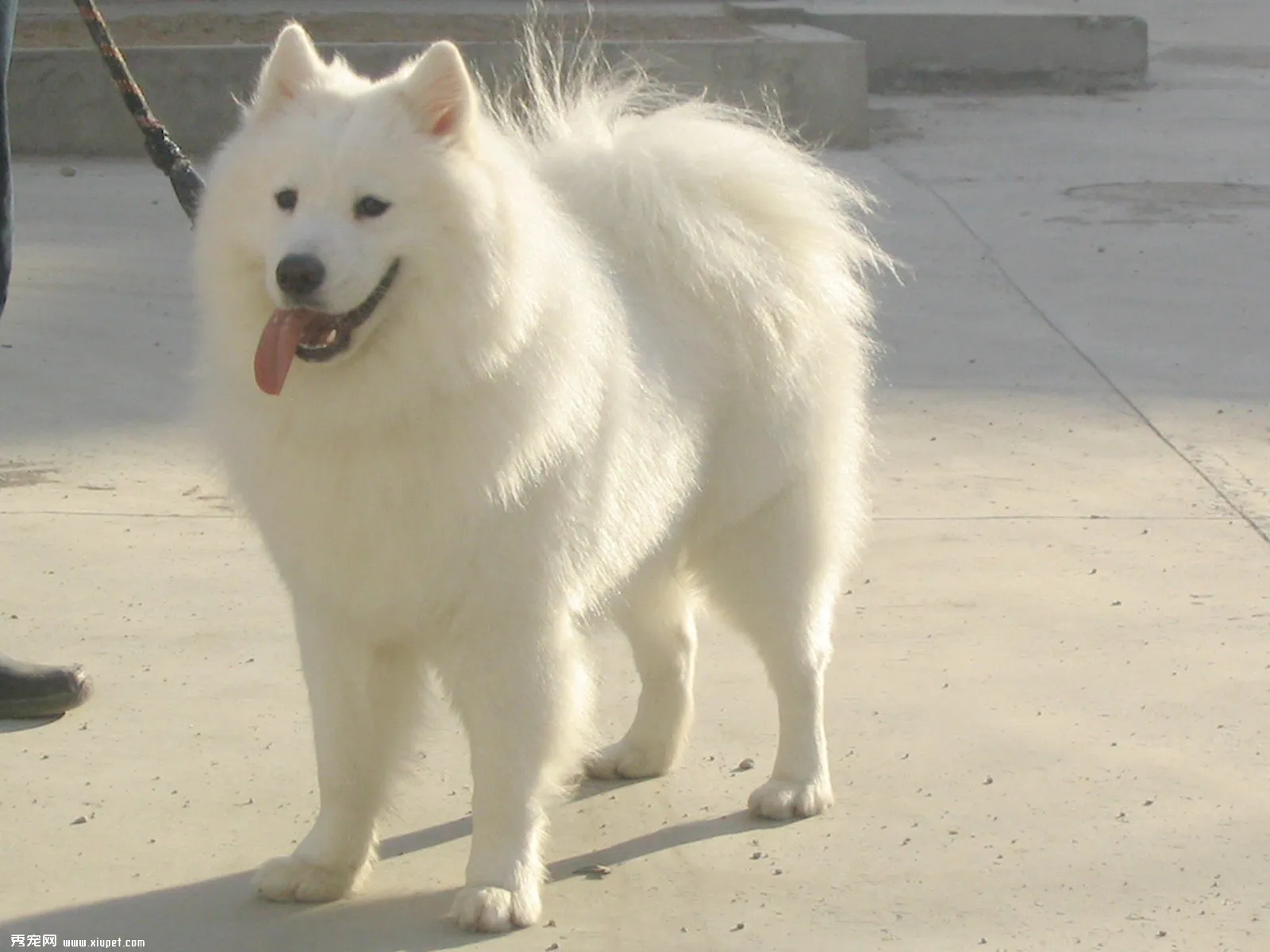 如何訓練薩摩耶犬“裝死”