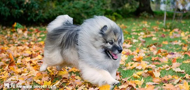 荷蘭毛獅犬訓練