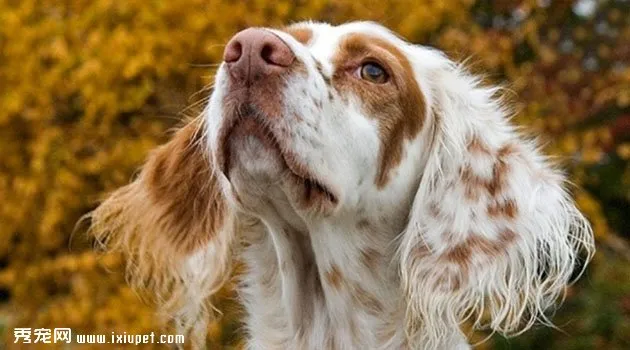 英國雪達蹲獵犬特征