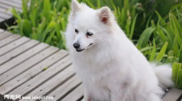 銀狐犬圖片欣賞