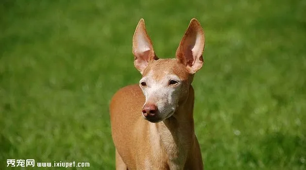 西西里獵犬圖片欣賞3