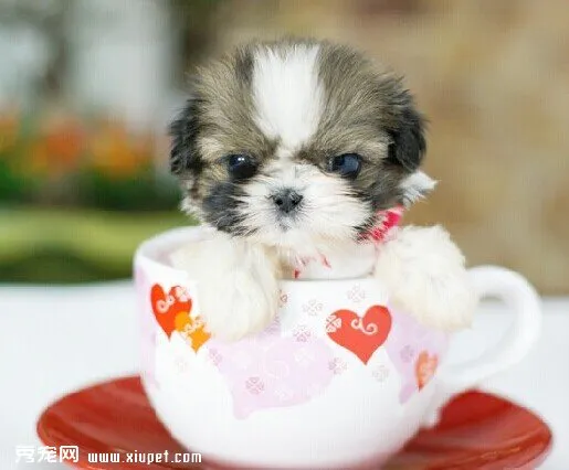 茶杯犬該如何飼養？茶杯犬的飼養方法