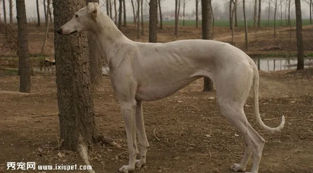 細犬飼養方法