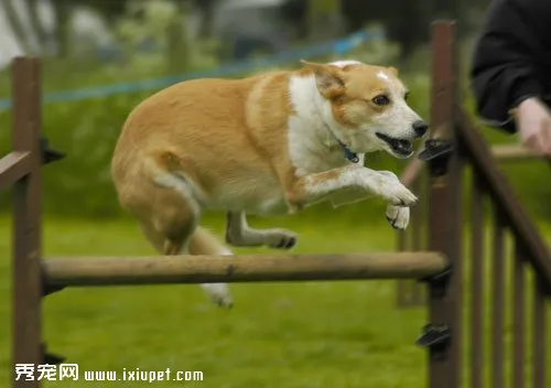 訓狗達人彭發友的訓犬經驗分享