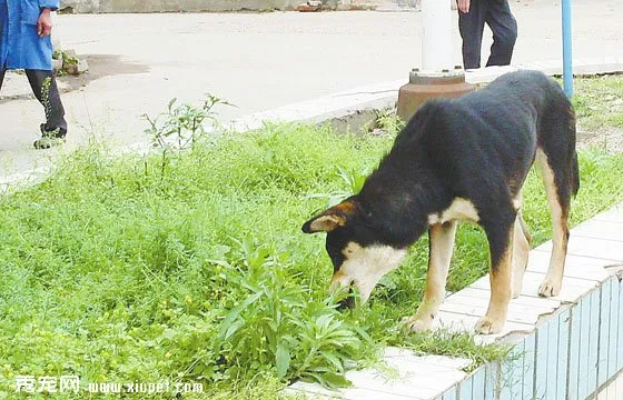 狗狗戶外玩耍須注意的植物