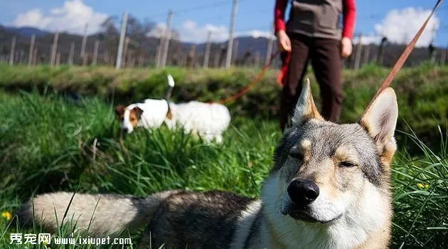 捷克狼犬圖片欣賞2