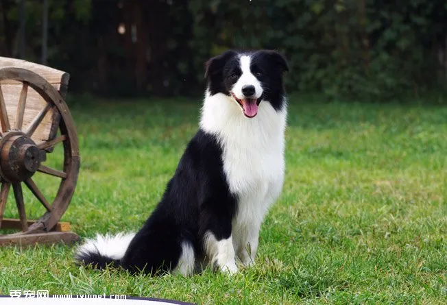 怎么養好一條邊境牧羊犬？