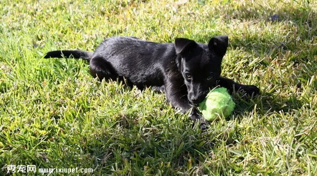 小型葡萄牙波登可犬圖片欣賞