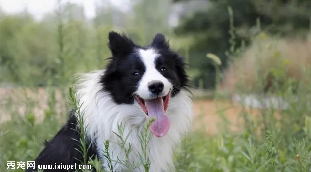 邊境牧羊犬圖片欣賞3