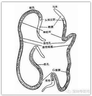 科普|驅蟲與免疫同樣重要【圖】