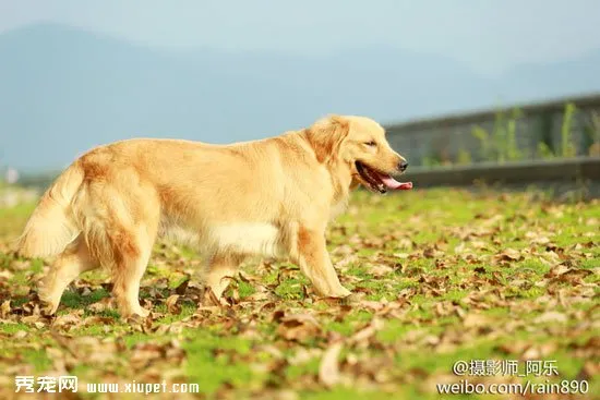 金毛好訓練嗎？訓練金毛犬的三大原則