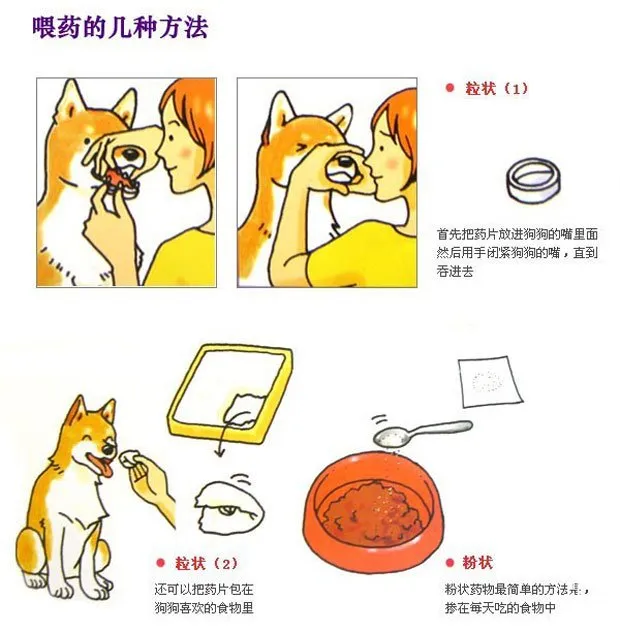 圖解給狗狗量體重、量體溫、擠肛門腺和喂藥的方法