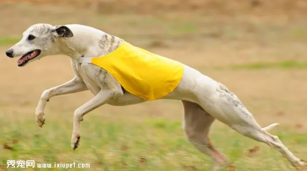 惠比特犬價格