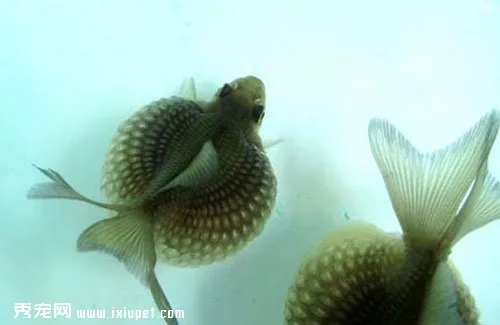 紅頂黑珍珠魚飼養_圖片_特征_價格介紹【圖】