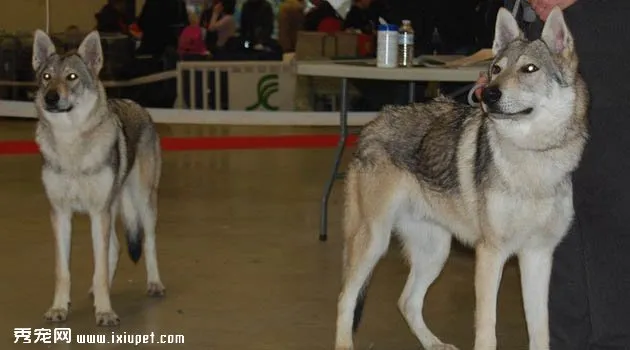 捷克狼犬圖片欣賞2