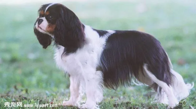 英國跳獵犬價格