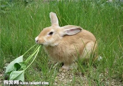 如何正確飼養兔子？飼養需要注意什么事項？