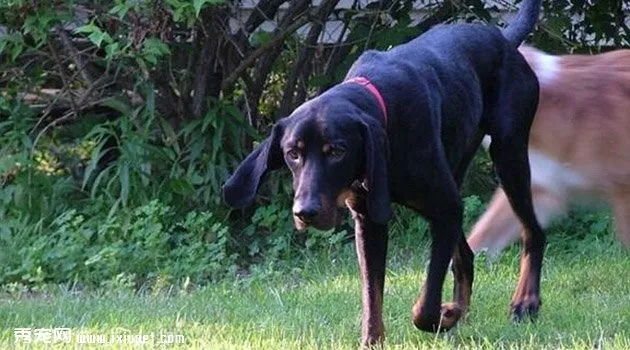 黑褐色獵浣熊犬飼養(yǎng)