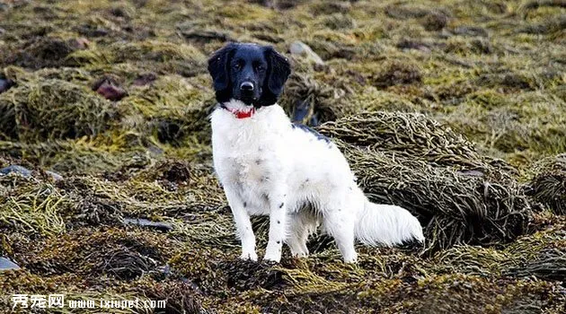 斯塔比荷獵犬特征