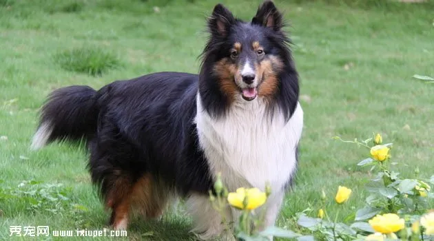 喜樂蒂牧羊犬圖片欣賞