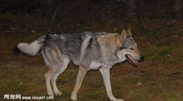 捷克狼犬圖片欣賞4