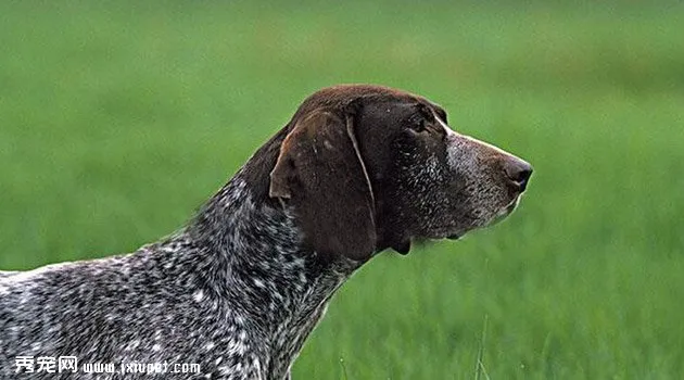 德國短毛指示獵犬圖片欣賞