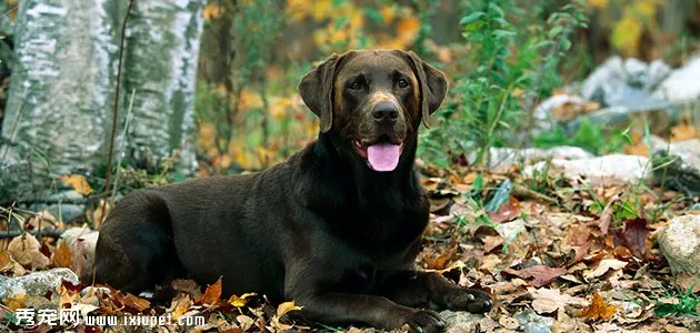  拉布拉多犬尋回犬圖片大全