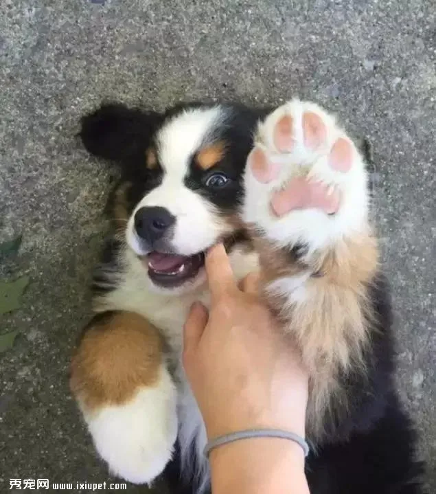 嫌麻煩！這就是我養大型犬的原因！