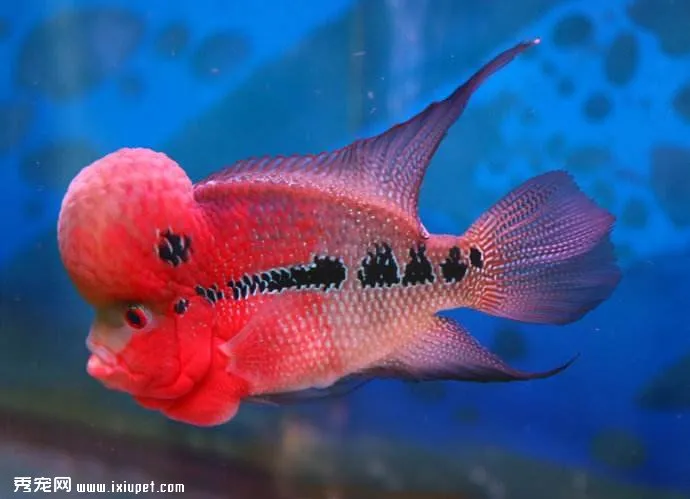 飼養花羅漢魚 錯誤觀念要避免