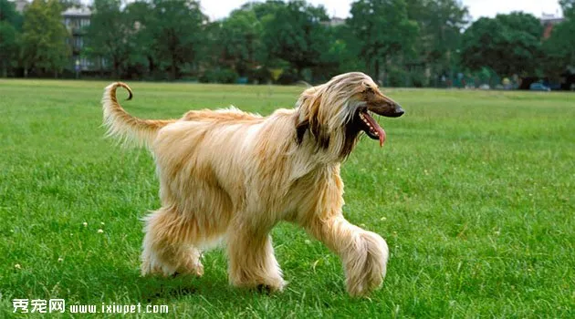 阿富汗獵犬飼養(yǎng)方法