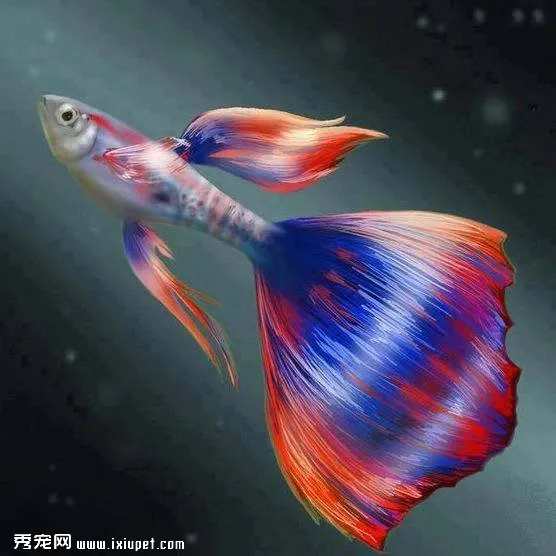 百萬孔雀魚 挑選養殖全攻略！