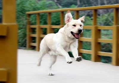 怎么樣挑選拉布拉多犬的狗糧