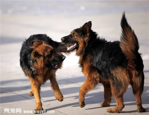 德國牧羊犬訓練注意事項有哪些？