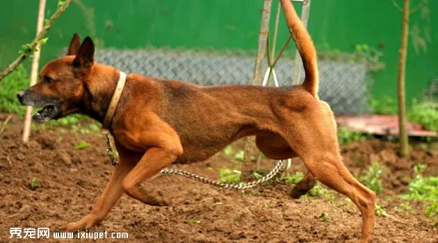 臺灣犬圖片欣賞