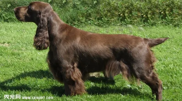 田野小獵犬圖片