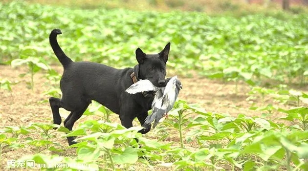 臺灣犬特征