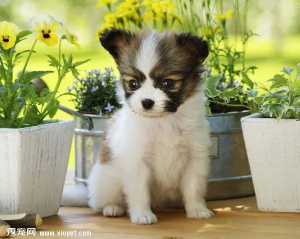 蝴蝶犬有哪些類型？什么類型的蝴蝶犬適合你？