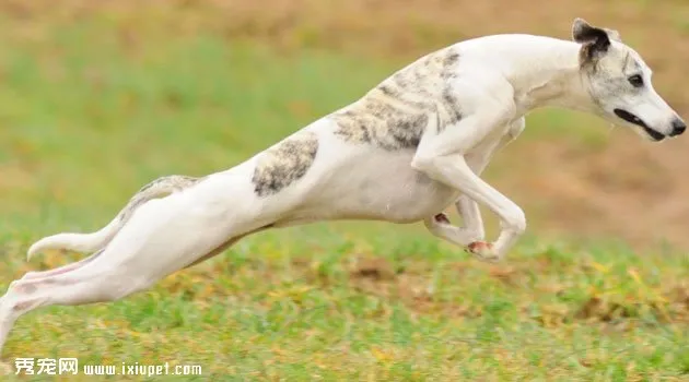 惠比特犬特征